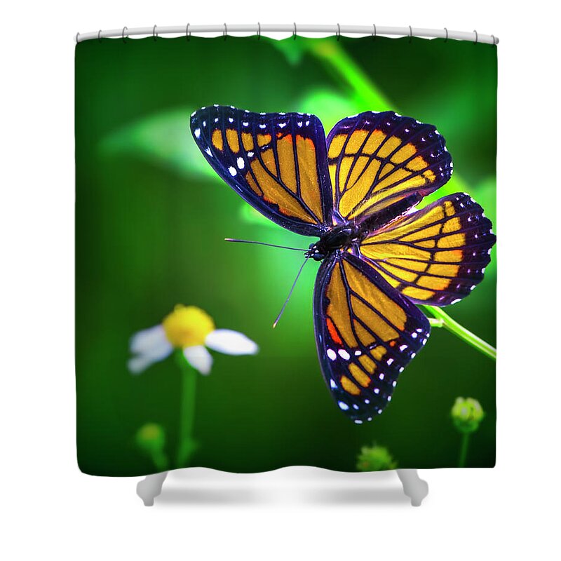 Monarch Butterfly Shower Curtain featuring the photograph Viceroy Butterfly by Mark Andrew Thomas