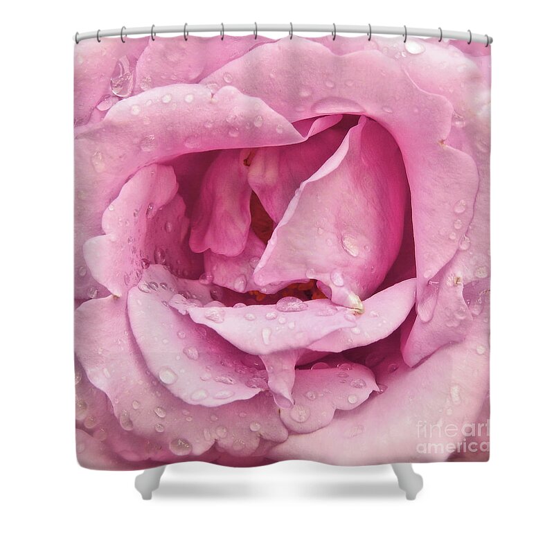 Rose-roses Shower Curtain featuring the photograph Victorian Pink Rose Bloom by Scott Cameron