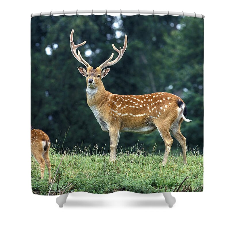 Adult Shower Curtain featuring the photograph Vietnamese Sika Deer by Gerard Lacz