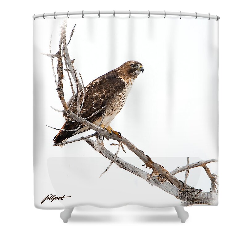 Red Tail Hawk Shower Curtain featuring the photograph Vigilant by Bon and Jim Fillpot