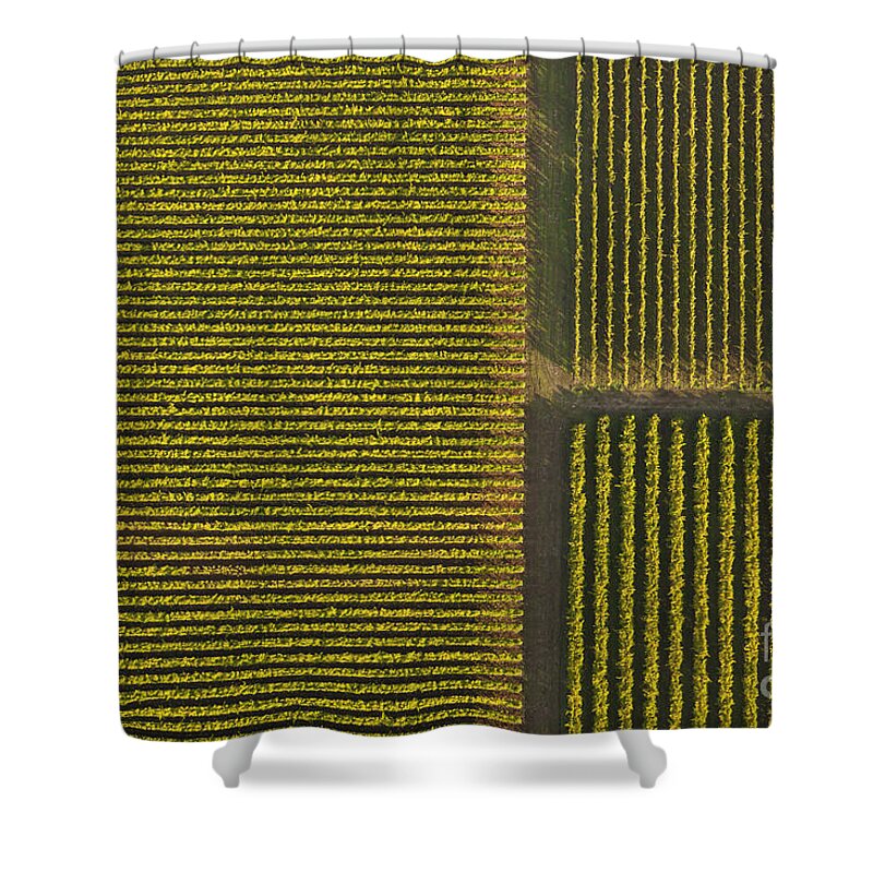 Vineyard Shower Curtain featuring the photograph Vineyard from Above by Diane Diederich