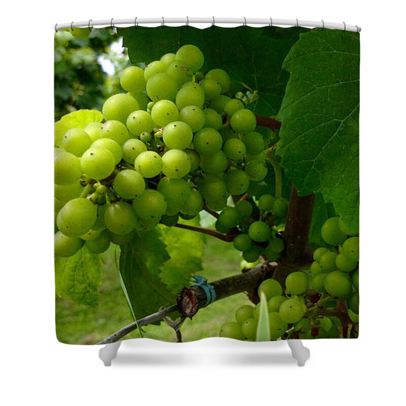 Food Shower Curtain featuring the photograph Vineyard Grapes by Jason Freedman
