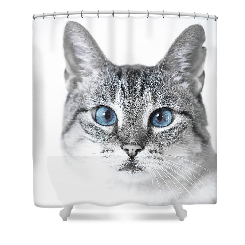 Cat Shower Curtain featuring the photograph Vinney by Dean Birinyi