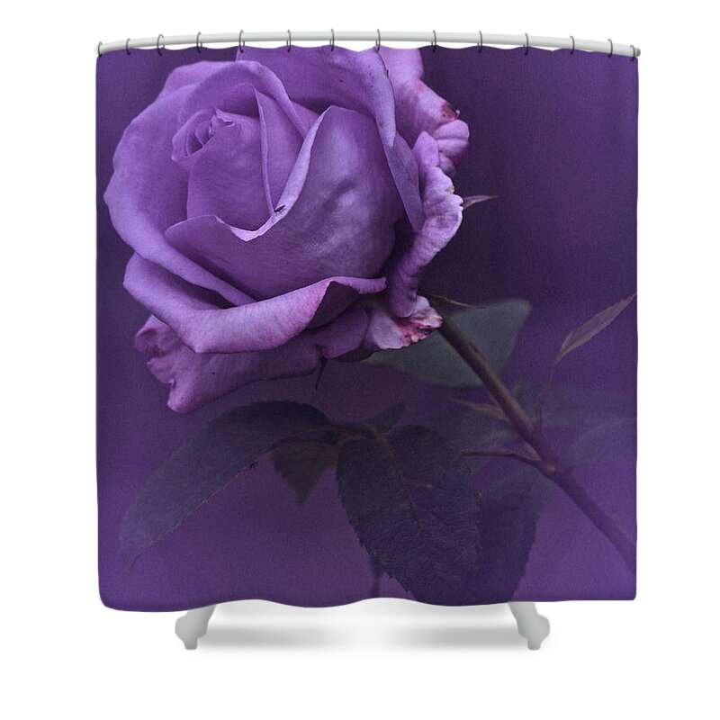 Purple Rose Shower Curtain featuring the photograph Vintage 2017 Purple Rose by Richard Cummings