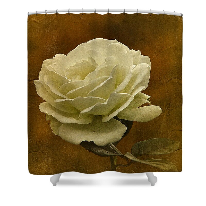 White Rose Shower Curtain featuring the photograph Vintage November White Rose by Richard Cummings