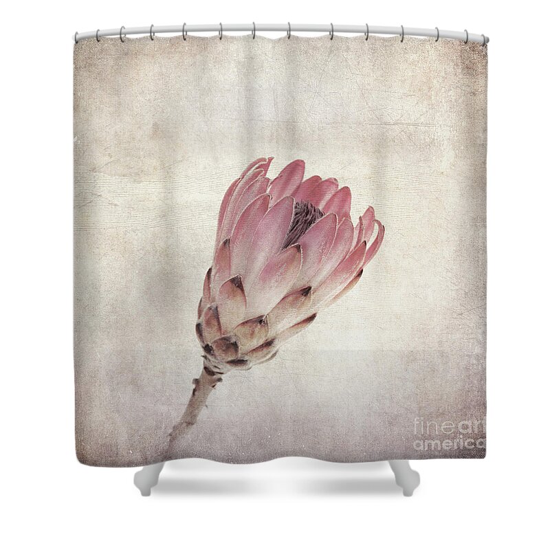 Protea Shower Curtain featuring the photograph Vintage protea flower by Jane Rix