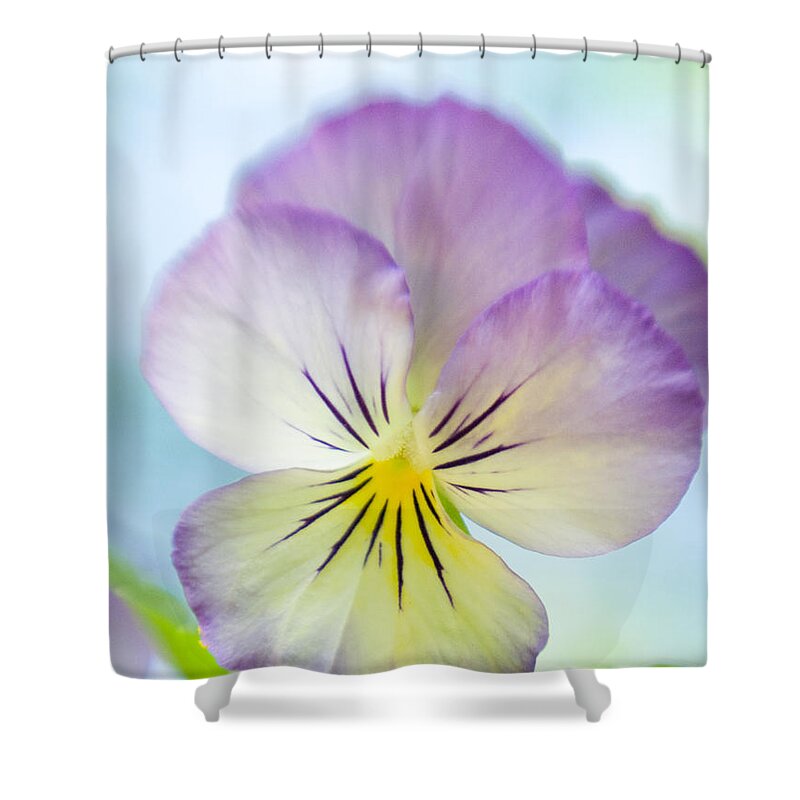 Viola Dreams On A Cool Summer Day Shower Curtain featuring the photograph Viola Dreams On A Cool Summer Day by Dorothy Lee