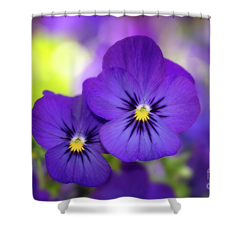 Flowers Shower Curtain featuring the photograph Violas by Mimi Ditchie