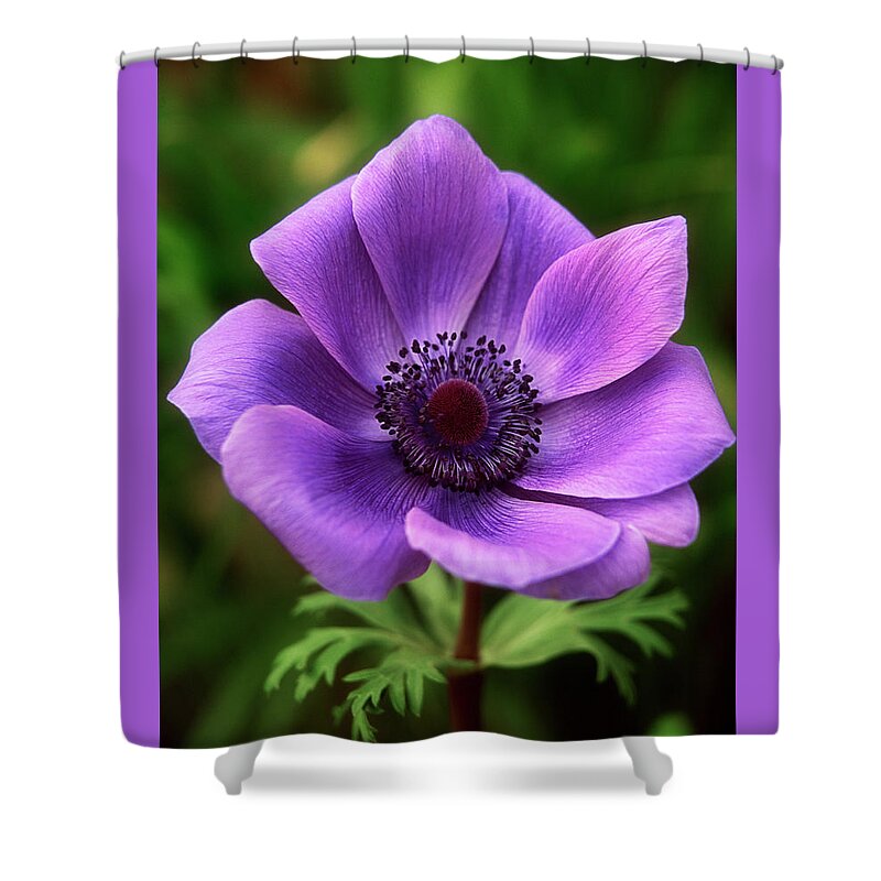 Flower Shower Curtain featuring the photograph Violet Anemone by Jim Benest