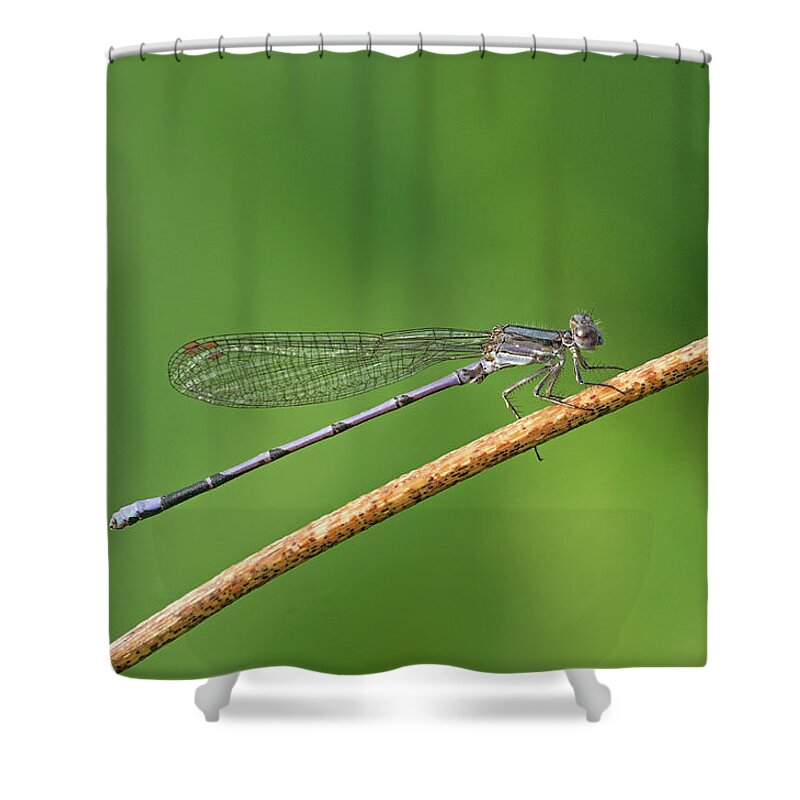 Damsleflies Shower Curtains