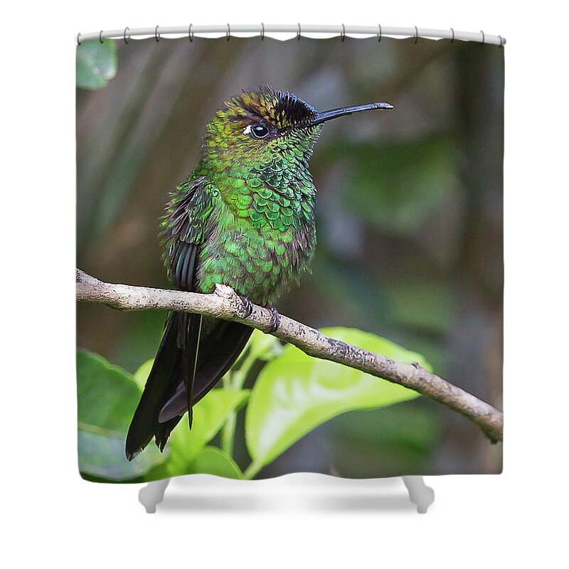 2015 Shower Curtain featuring the photograph Violet-fronted Brilliant by Jean-Luc Baron