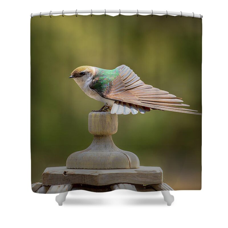 Swallow Shower Curtain featuring the photograph Violet-Green Swallow 0806 by Kristina Rinell
