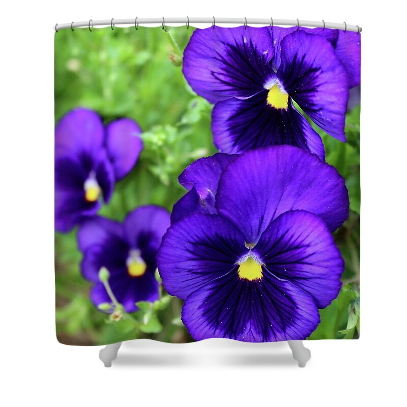 Photograph Shower Curtain featuring the photograph Violet Purple Pansies by M E