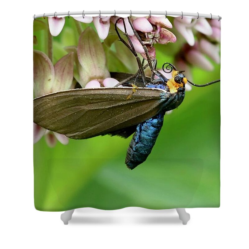 Virginia Ctenucha Moth Shower Curtain featuring the photograph Virginia Ctenucha Moth by Sarah Lilja