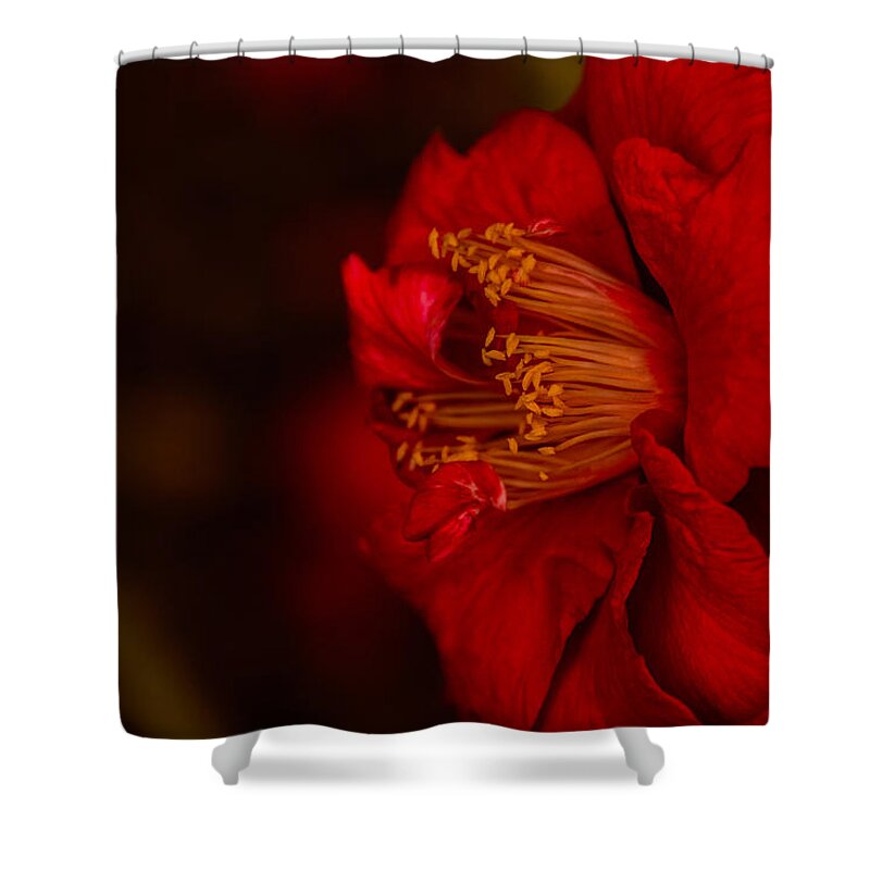 Virtuoso Framed Prints Shower Curtain featuring the photograph Virtuoso by John Harding