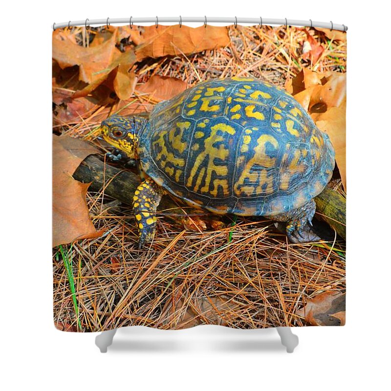 Eastern Box Shower Curtain featuring the photograph Visitor in the Woods by Stacie Siemsen