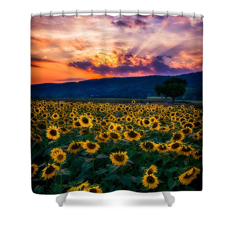 Sunflowers Shower Curtain featuring the photograph Vivid Sunset Sunflowers by Mark Rogers