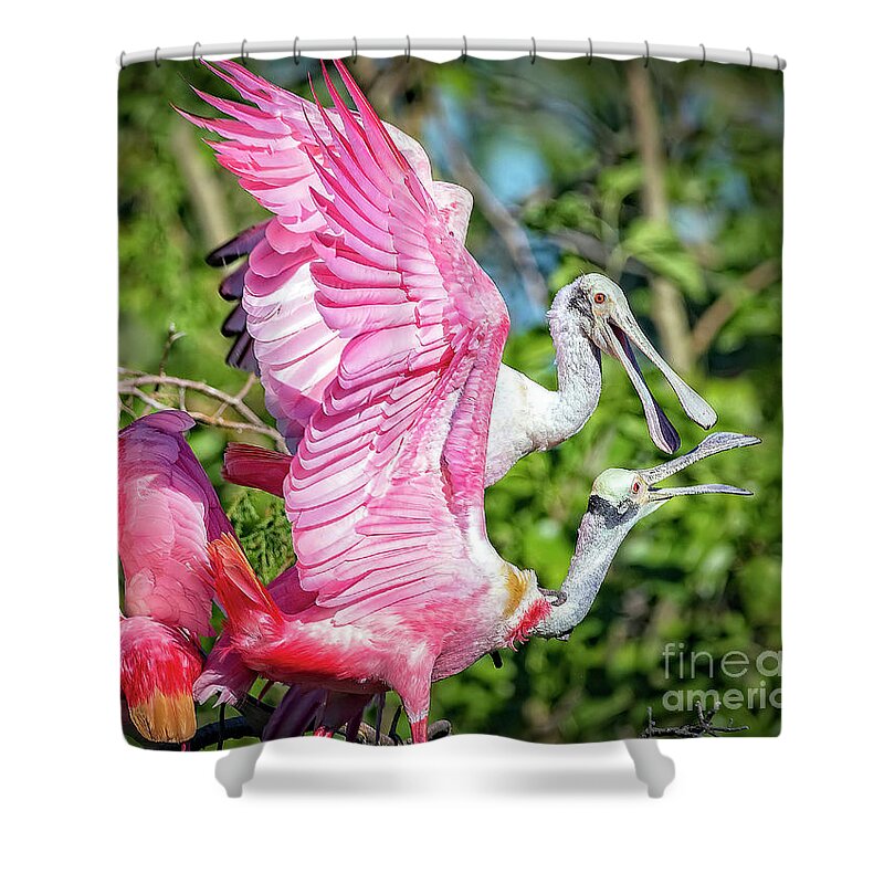 Roseate Shower Curtain featuring the photograph Vocal Roseate Spoonbill Mates by DB Hayes