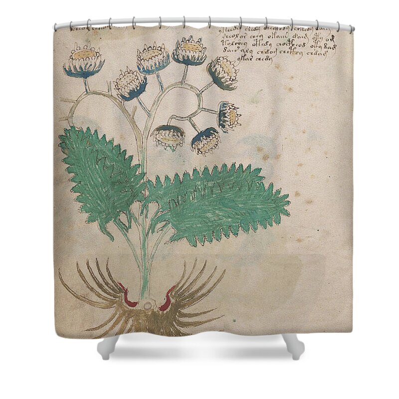 Plant Shower Curtain featuring the drawing Voynich flora 14 by Rick Bures