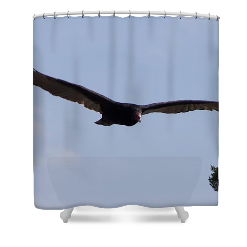 Vulture Shower Curtain featuring the photograph Vulture by Toni Berry