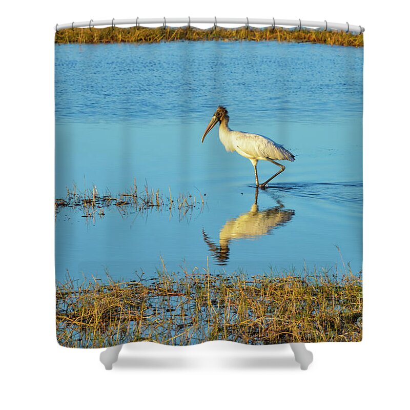 The Everglades Shower Curtain featuring the photograph Wadding Wood Stork and Reflection by Bob Phillips
