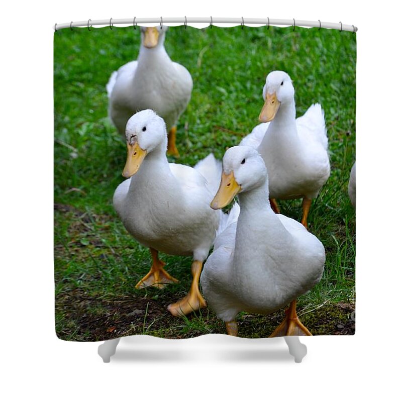 Ducks Shower Curtain featuring the photograph Waddle We Do by Christina McKinney