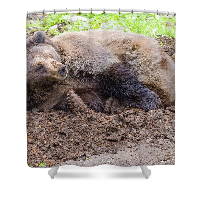 Wildlife. Brown Shower Curtain featuring the photograph Waddya Want by Harold Piskiel