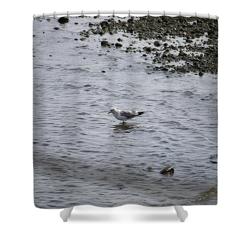 Gull Shower Curtain featuring the photograph Wading Gull by Donna L Munro
