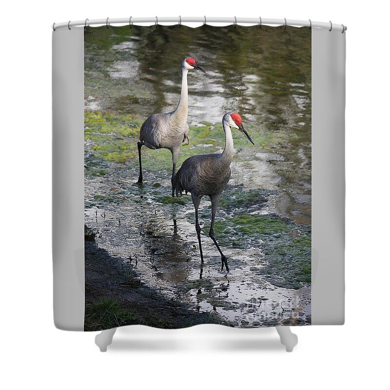 Sandhill Cranes Shower Curtain featuring the photograph Wading Sandhills by Carol Groenen