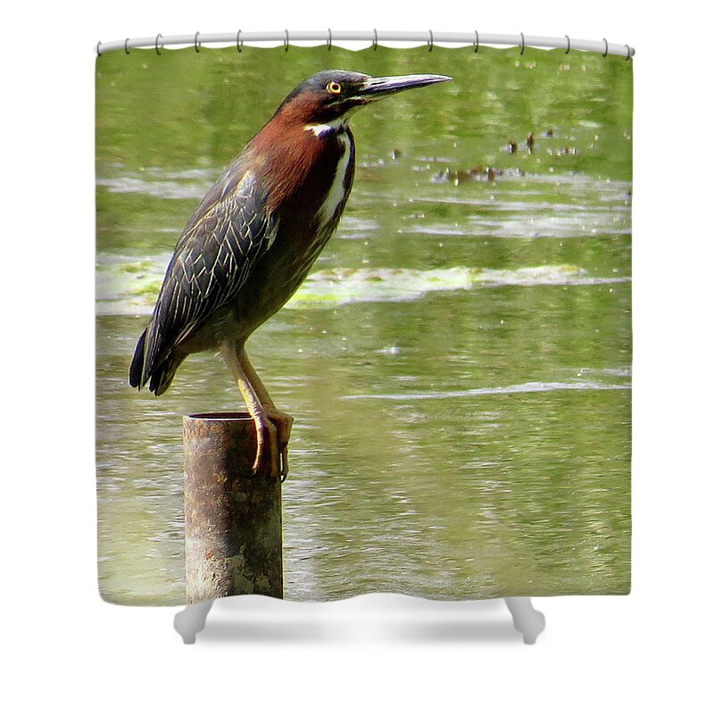 Green Heron Shower Curtain featuring the photograph Waiting by Azthet Photography