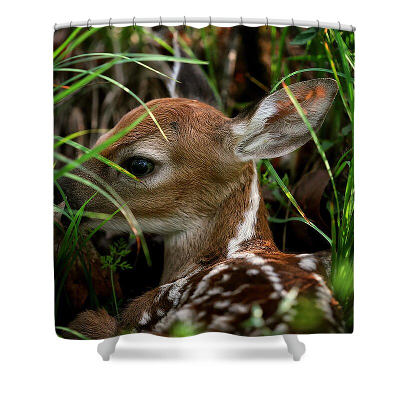 Whitetail Deer Shower Curtain featuring the photograph Waiting Fawn by Michael Dougherty