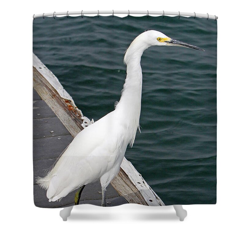 Snowy Egret Shower Curtain featuring the photograph Waiting For Lunch by Shoal Hollingsworth