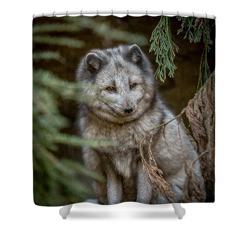 Nc Zoo Shower Curtain featuring the photograph Waiting for Red by Wade Brooks