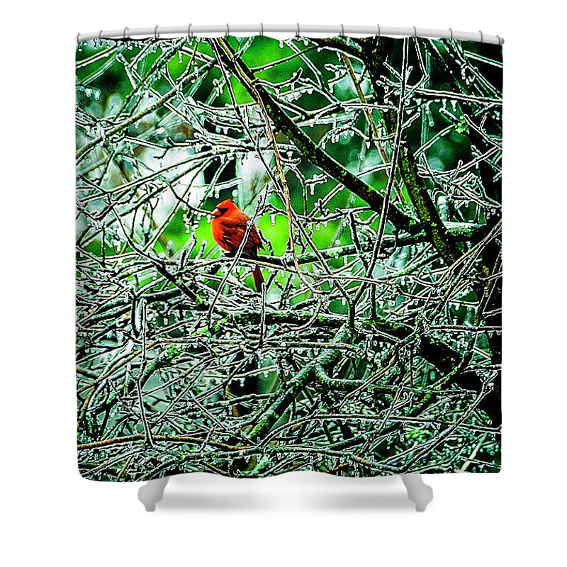 Winter Shower Curtain featuring the photograph Waiting For The Thaw by Gerlinde Keating