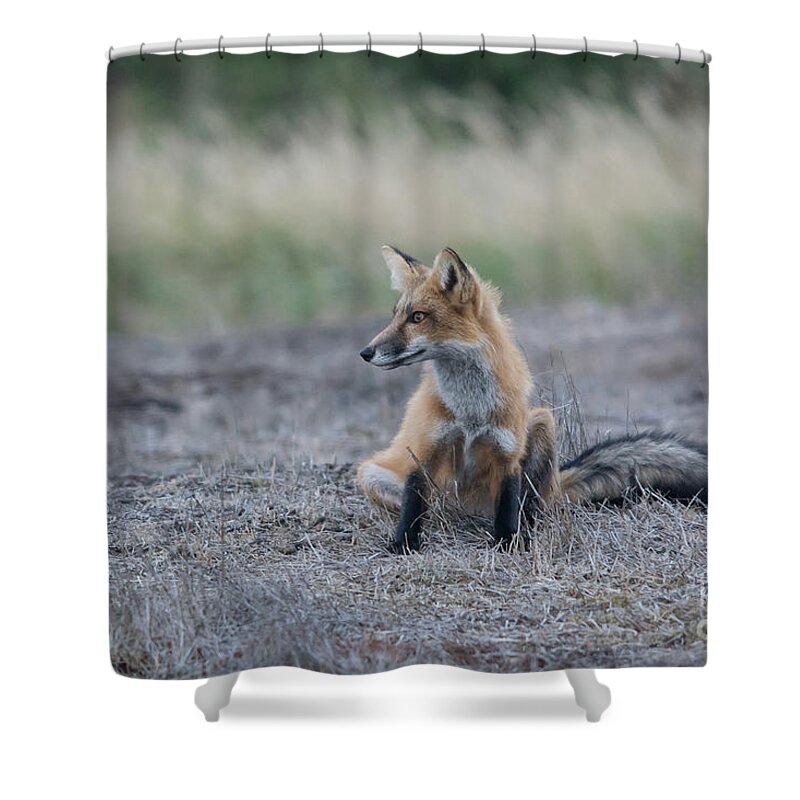 Fox Shower Curtain featuring the photograph Waiting by John Greco