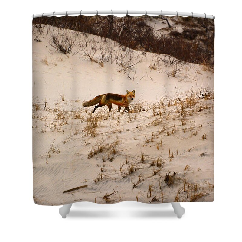 Walking Red Fox Shower Curtain featuring the photograph Walking Fox by Raymond Salani III