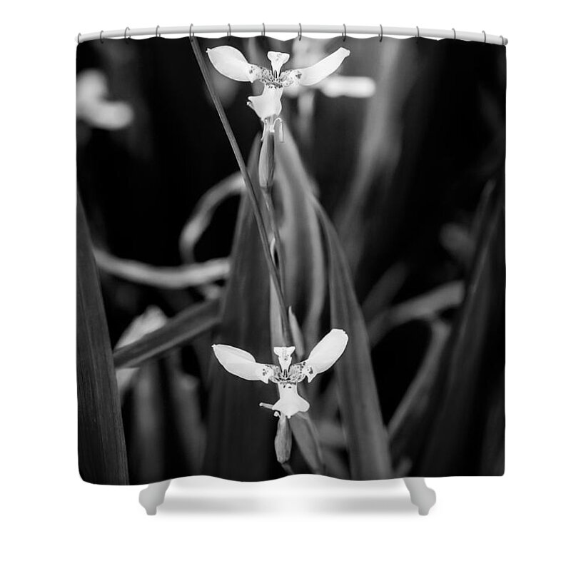 Iris Shower Curtain featuring the photograph Walking Iris Neomarica Gracillis Painted BW 3 by Rich Franco