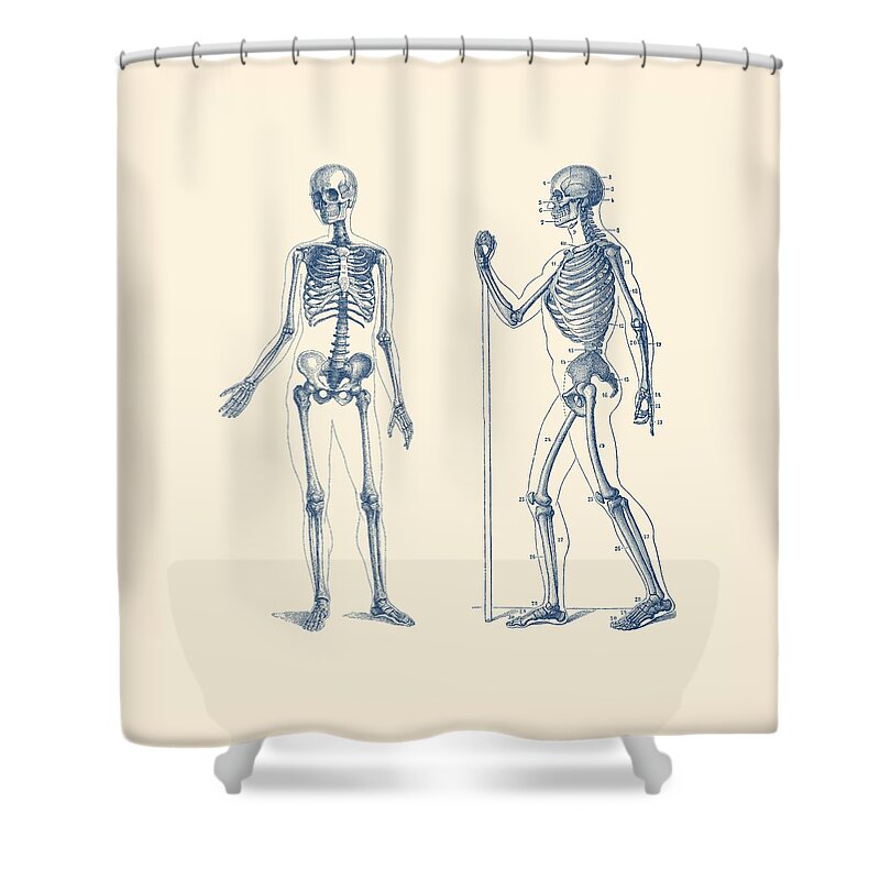 Skull Shower Curtain featuring the drawing Walking Skeleton - Simple Dual-View - Vintage Anatomy Print by Vintage Anatomy Prints