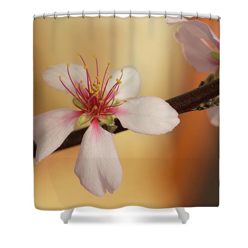 Cherry Shower Curtain featuring the photograph Warmth of hope. by Elena Perelman