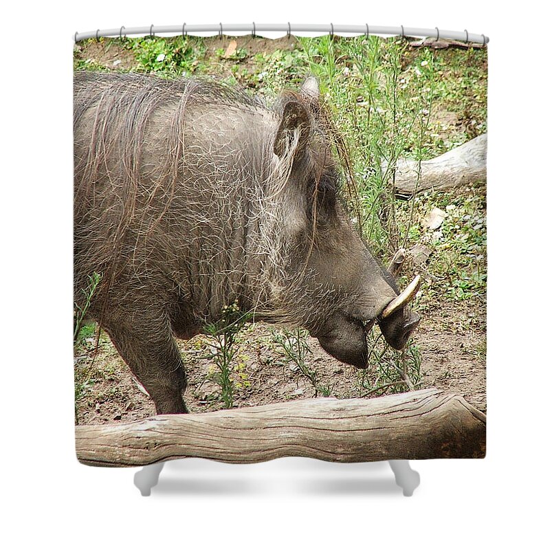 Phacochoerus Shower Curtain featuring the photograph Warthog by Deana Glenz