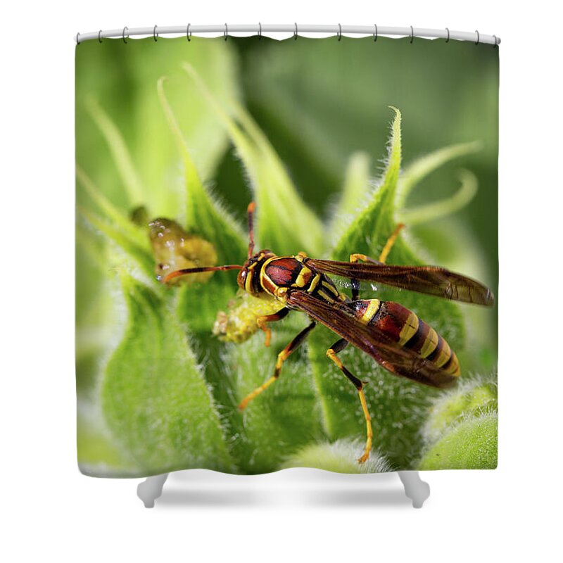 Hornet Shower Curtain featuring the photograph Wasp and Sunflower by SR Green