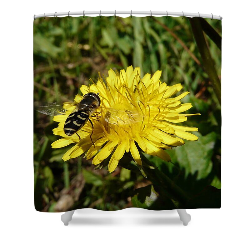 Wasp Shower Curtain featuring the photograph Wasp Visiting Dandelion by Valerie Ornstein