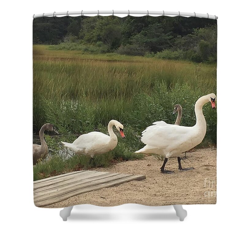 Swans Shower Curtain featuring the photograph Watch Your Step by Beth Saffer