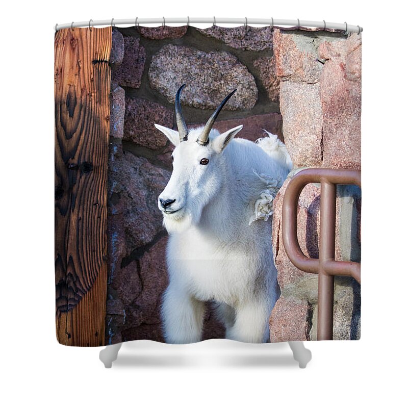 Mountain Goat Shower Curtain featuring the photograph Watch Your Step by Mindy Musick King