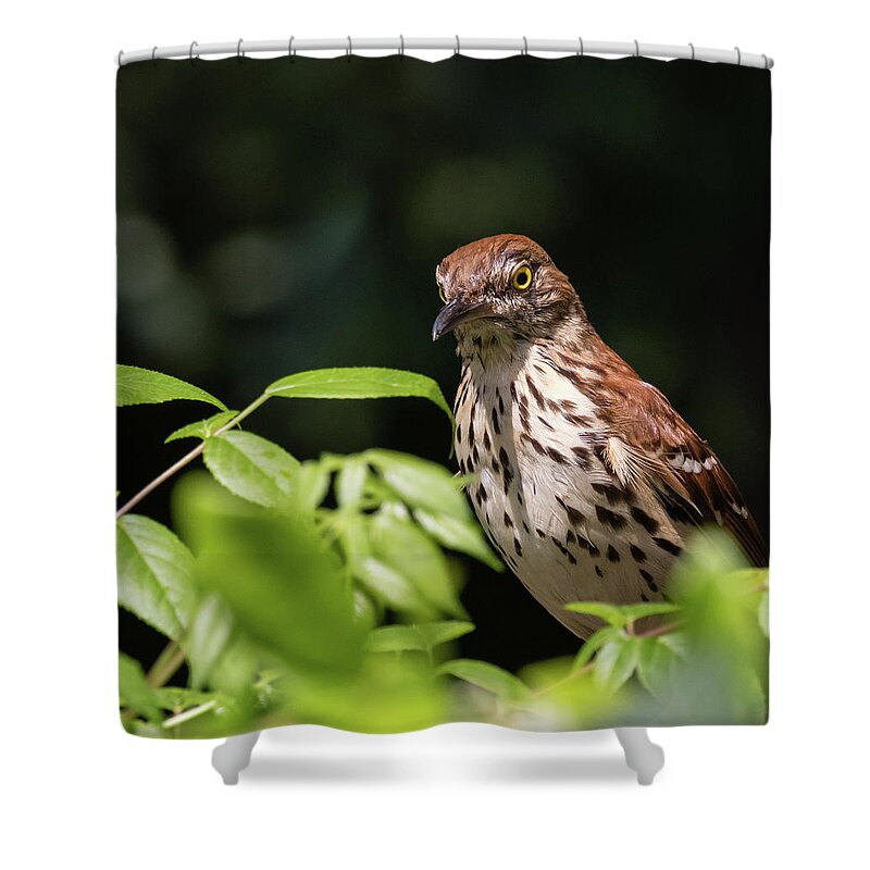 Brown Thrasher Shower Curtain featuring the photograph Watchful Eye, Brown Thrasher, Toxostoma rufum by Christy Cox