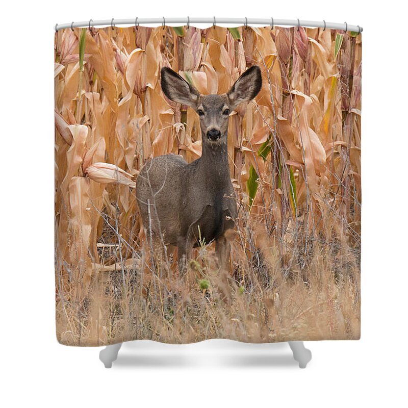 Doe Shower Curtain featuring the photograph Watchful Mule Deer Doe by Tony Hake