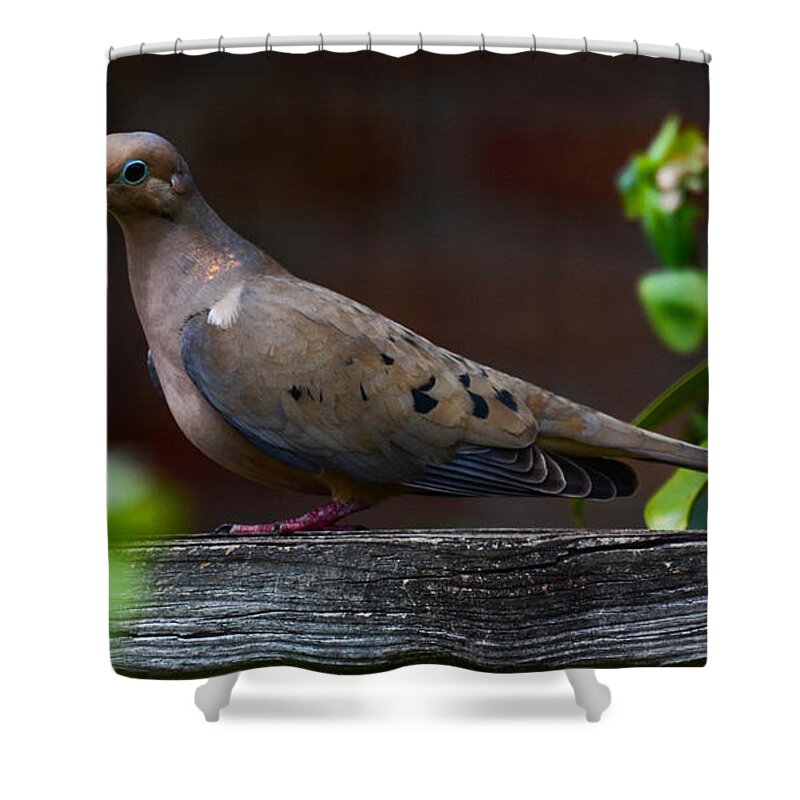 Dove Shower Curtain featuring the photograph Watching by Barry Bohn