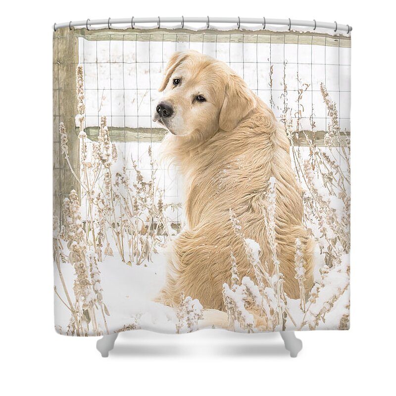 Golden Retriever Shower Curtain featuring the photograph Watching It Snow by Jennifer Grossnickle