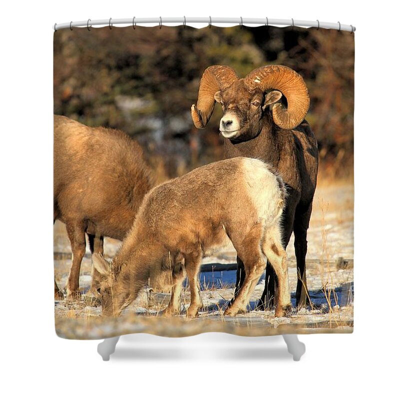 Bighorn Sheep Shower Curtain featuring the photograph Watching Over The Flock by Adam Jewell