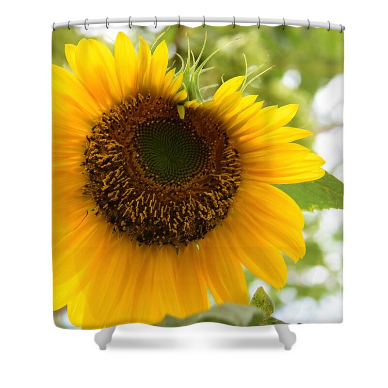 Sunflowers Growing Shower Curtain featuring the photograph Watching You by Angela J Wright